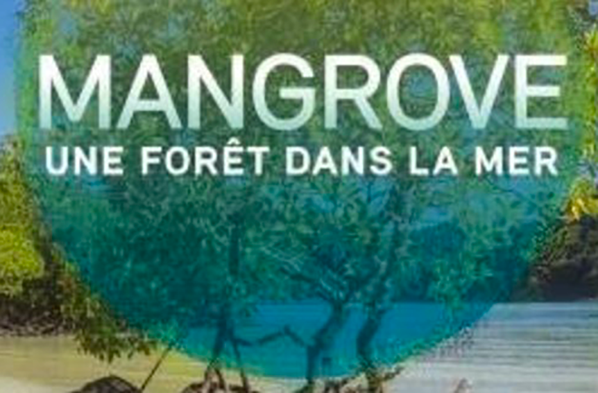 « Mangrove. Une forêt dans la mer »