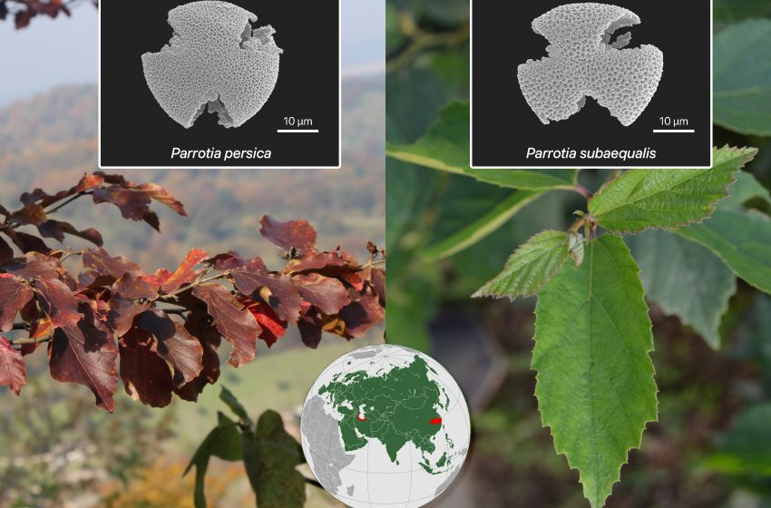 Comparaison du pollen de Parrotia persica (à gauche) et Parrotia subaequalis (à droite) observé en microscopie électronique à balayage. Aujourd’hui l’espèce P. persica est endémique de la forêt hyrcanienne située au nord de l’Iran et sur l’est de l’Azerbaïdjan ; l’espèce P. subaequalis est endémique d’une petite aire géographique à l’est de la Chine.