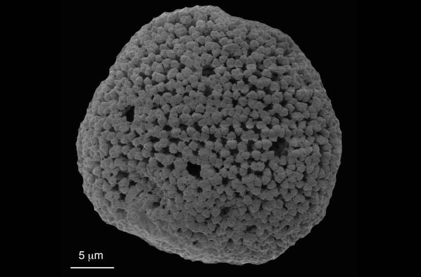 Pollen fossile de Phyllanthus de l'Eocène supérieur du bassin d'Alès observé au microscope électronique à balayage. Cette plante, proche des euphorbes, vit aujourd'hui en domaine côtier tropical.