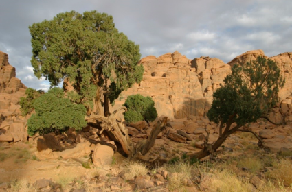Le Cyprès de Duprez, un arbre endémique de la Tassili n’Ajjer (Sahara algérien), en danger d’extinction et ayant un fort risque de déclin face à l’aridification du climat.