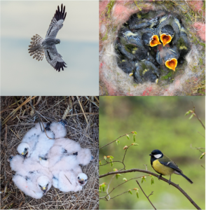 Deux exemples contrastés : à gauche, le Busard cendré (un mâle en haut et une nichée de 4 poussins en bas) une espèce de grande taille, migratrice trans-saharienne n’effectuant qu’une nichée par an, et qui voit sa taille de nichée réduire avec l’augmentation des températures ; à droite, la Mésange charbonnière (une nichée de 8 poussins en haut et un mâle en bas), une espèce de petite taille, sédentaire et pouvant effectuer plusieurs reproduction annuellement et dont la reproduction est positivement affectée par l’augmentation des températures.