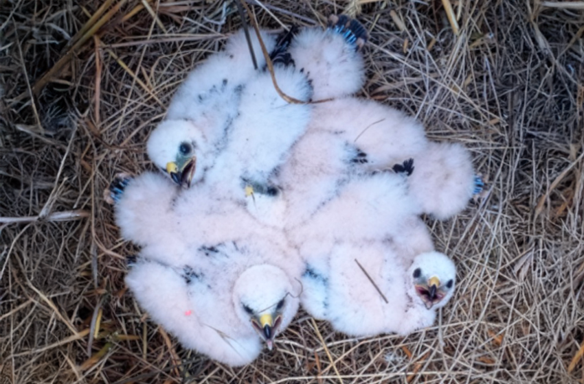 Nichée de 4 poussins Busards cendrés. Crédit : A. Millon