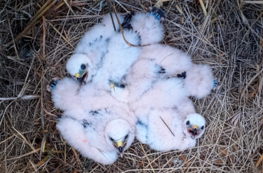 Nichée de 4 poussins Busards cendrés. Crédit : A. Millon