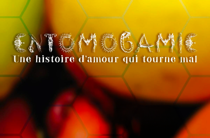 Entomogamie, une histoire d'amour qui tourne mal