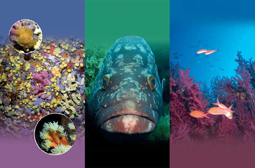 Exposition : Regards sur la mer Méditerranée