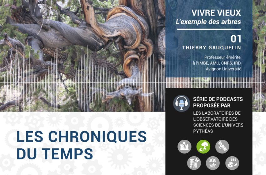 Les chroniques du temps - Vivre vieux, l'exemple des arbres