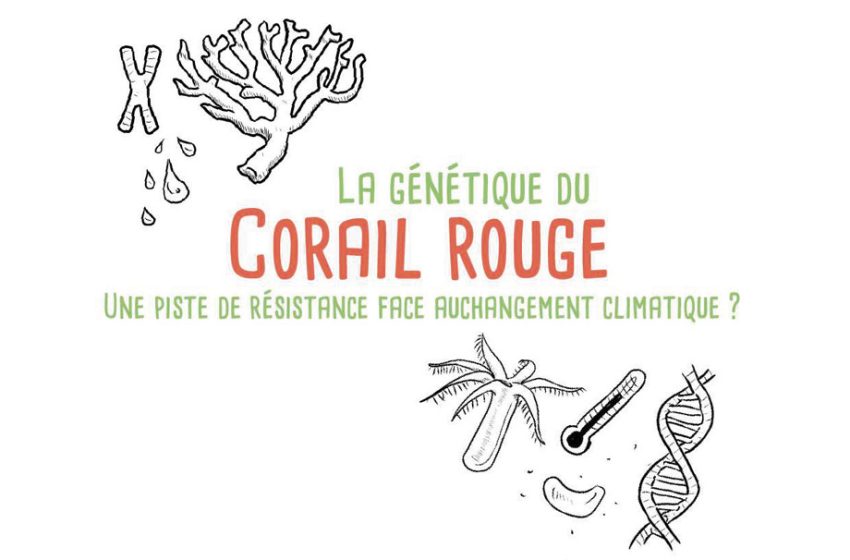 La génétique du corail rouge.