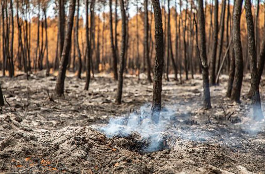 Forêt calcinée. ©Getty - Victor Lochon / Contributeur