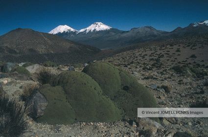 Volcan Parinacota, 6 100 m, depuis le Sajama, Bolivie frontière chilienne.