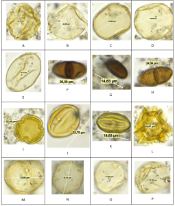 A : Cerealia L = 50.16 µm; B : Cerealia L = 46.02 µm ; C : Cerealia L = 43.66 µm ; D : Cerealia L = 43.26 µm ; E : Secale sp. L = 61.15 µm; F : Delitschia L = 20.3 µm; G : Coniochaeta L = 14.63 µm; H : Valsaria sp. L = 24.59 µm; I : Olea sp. L = 22.39 µm O : Poaceae L = 31.62 µm ; P : Poaceae L = 37.52 µm.
