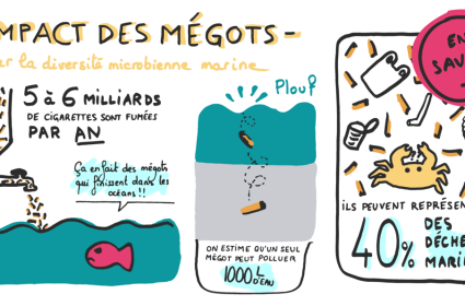 Impact des mégots de cigarettes sur la diversité bactérienne marine.