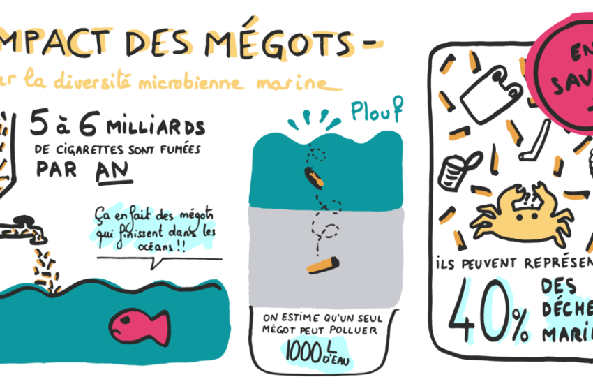 Impact des mégots de cigarettes sur la diversité bactérienne marine.