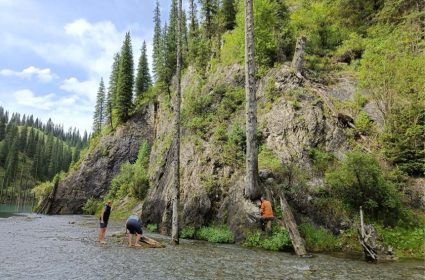 Cernes des arbres au Kazakhstan.