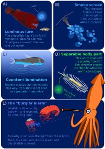 Figure 1 - Différentes façons dont les animaux des grands fonds utilisent la bioluminescence.
(A) Leurre lumineux, (B) écran de fumée, (C) contre-éclairage, (D) partie du corps séparable, (E) « alarme antivol ».