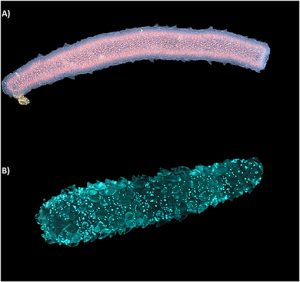 Figure 2 - Pyrosomes : des animaux bioluminescents intéressants. Les pyrosomes sont des animaux en forme de tube flottant librement. Leur longueur peut varier de quelques centimètres à quelques mètres. (A) Un pyrosome observé sous une lumière blanche, qui ressemble à la lumière du soleil ou à celle d'une ampoule (©MBARI). (B) Un pyrosome brillant, grâce à la bioluminescence (avec l'autorisation de SHD Haddock, © biolum.eemb.ucsb.edu/ ).