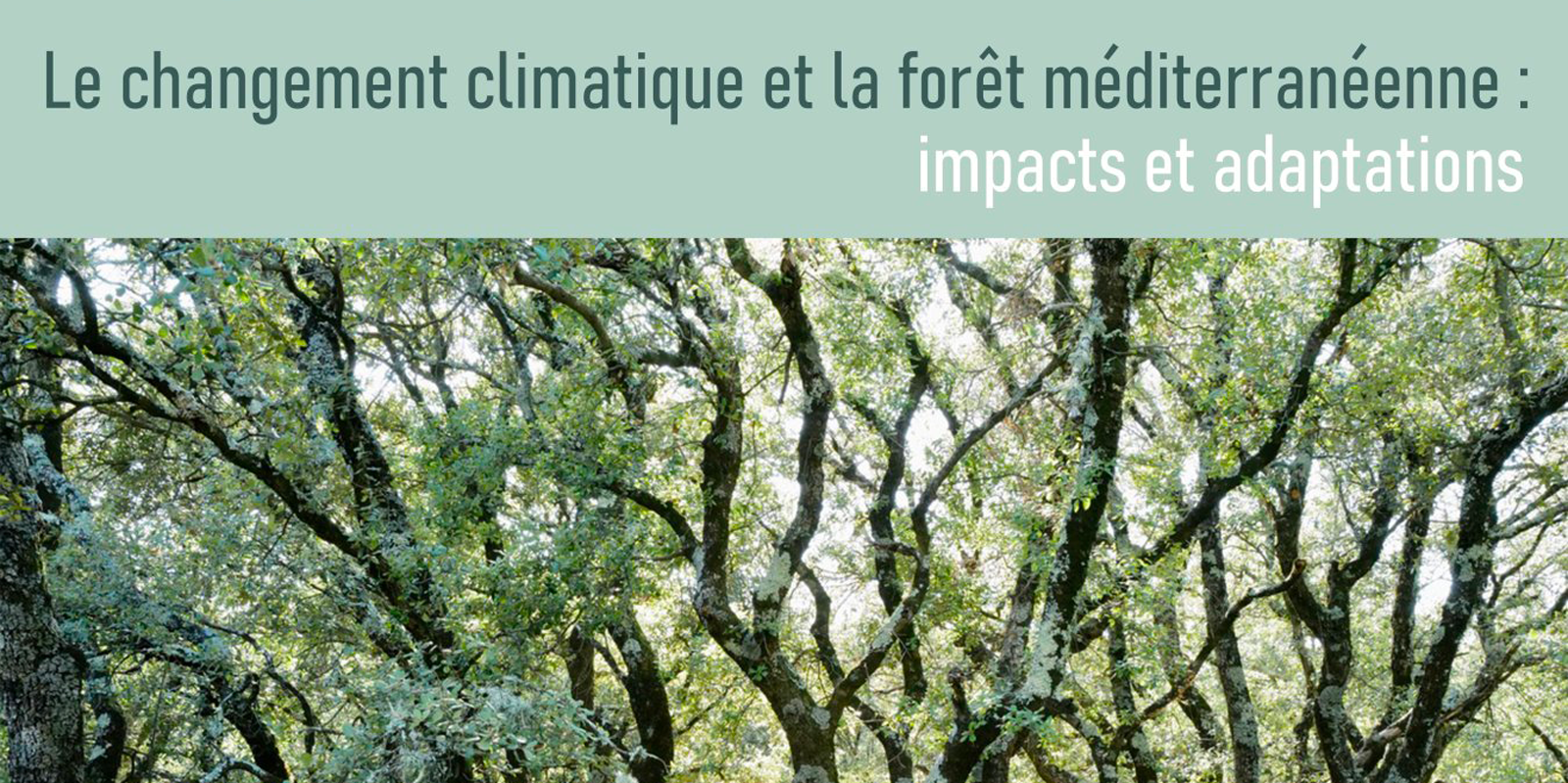 Le changement climatique et la forêt méditerranéenne : Impacts et adaptations