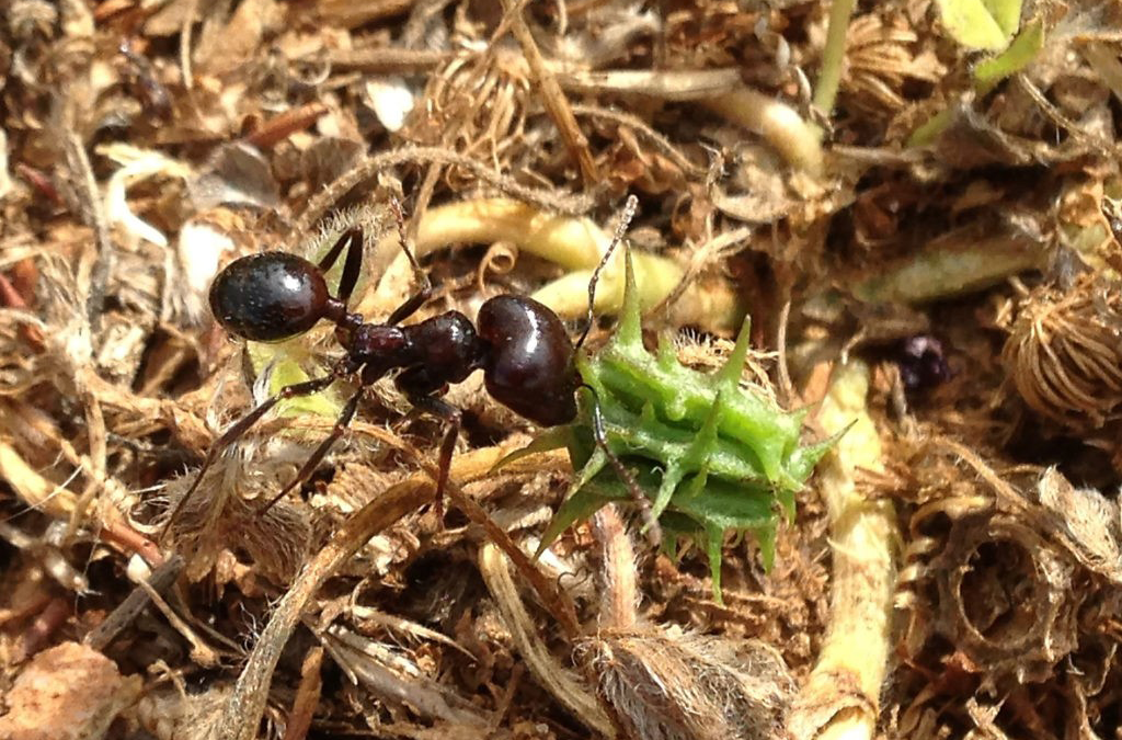 Fourmi ouvrière de l’espèce Messor barbarus L. déposant une graine de luzerne à tige rigide dans un dépotoir, qui servira ensuite à restaurer une prairie méditerranéenne après épandage dans une zone dégradée.