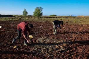 Restauration expérimentale d’une prairie sèche méditerranéenne par épandage de dépotoirs de nids de fourmis dans une zone dégradée par l’exploitation d’une carrière.