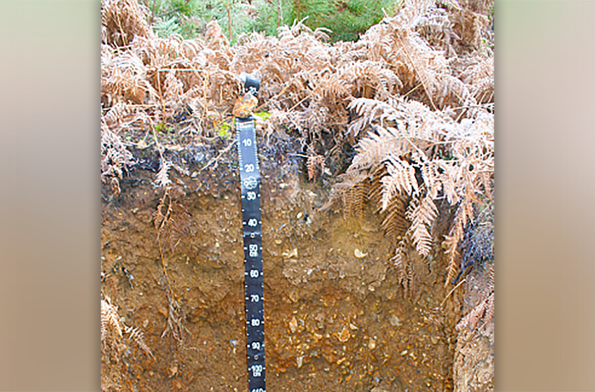 PODZOL ocrique leptique caillouteux issu d’alluvions sablo-argileux à silex (RP 2008) ou entic Podzol (selon la classification WRB 2006). Anciennes terrasses de la Seine en Forêt de Bord Louviers (Eure).