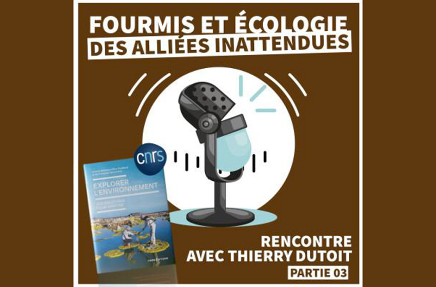 EXPLORER L'ENVIRONNEMENT | Fourmis et Écologie : Des alliées inattendues [Épisode 03]
