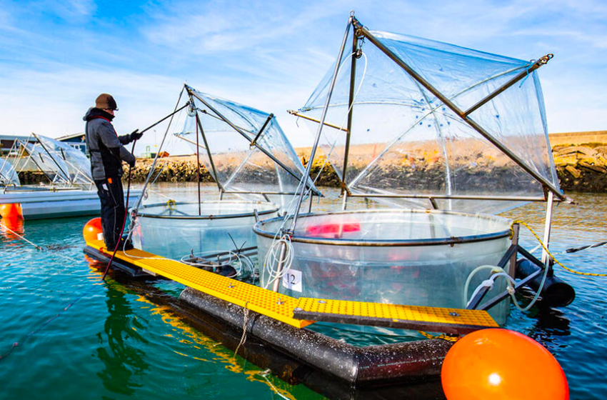 Prélèvements dans les eaux de l’île d’Helgoland (Allemagne) pour une étude sur l’effet de l’augmentation de l’alcalinité océanique sur le plancton de la mer du Nord.