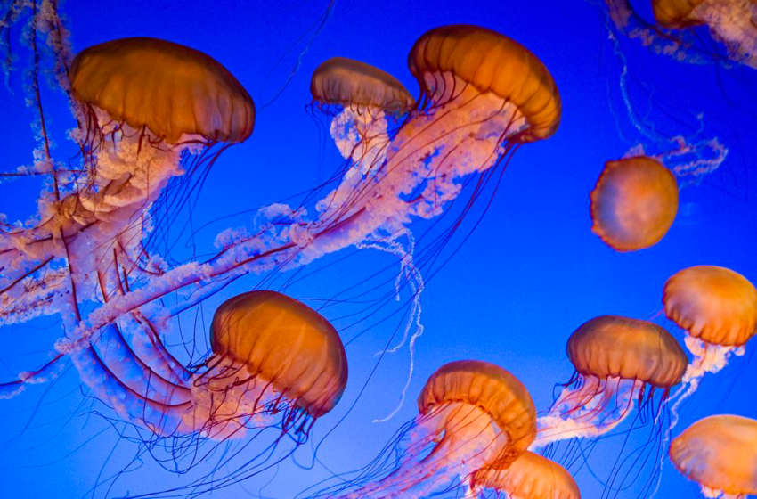Les méduses, sentinelles des océans