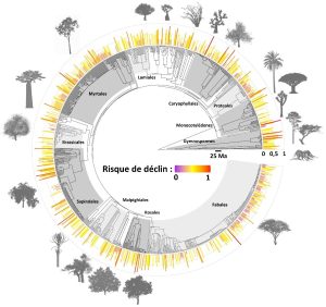 Arbre phylogénétique des 1 016 espèces d’arbres des environnements arides chauds étudiées et leur risque de déclin face à l’aridification du climat (barres allant du violet pour un risque nul, au rouge pour un risque très fort). Les zones grisées indiquent les lignées évolutives les plus riches en espèces. Crédit : M. Cartereau, A. Leriche, F. Médail & A. Baumel