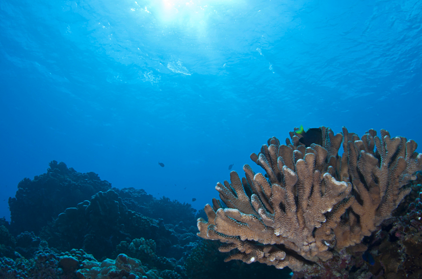 Colonie de corail, Fakarava, archipel des Tuamotu.