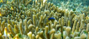 Coraux dans un lagon, en Nouvelle-Calédonie. Six zones marines calédoniennes sont inscrites au Patrimoine Mondial de l'Unesco pour leur valeur universelle exceptionnelle. Dans cette collectivité française, les altérations superficielles des roches ultrabasiques, roches magmatiques très pauvres en silice, sont exploitées pour le nickel. L'extraction s'effectue dans des mines à ciel ouvert, après décapage du couvert végétal, des sols et des terrains superficiels stériles, pour atteindre les roches fertiles. Le projet "Dispersion des métaux de la mine au lagon" s'intéresse aux poussières atmosphériques et aux particules transportées par ruissellement, qui accompagnent ces activités minières. La question de la dispersion des métaux dans l'environnement est étudiée en utilisant en premier lieu des lichens comme bioindicateurs des émissions atmosphériques, mais aussi des séquences sédimentaires permettant d'aborder l'impact minier sous un aspect historique.