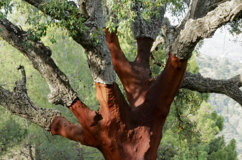 Le chêne-liège, un arbre victime de la surexploitation de ses forêts comme de leur abandon.
