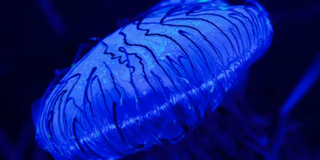 Les Extatiques / Rencontre avec la bioluminescence