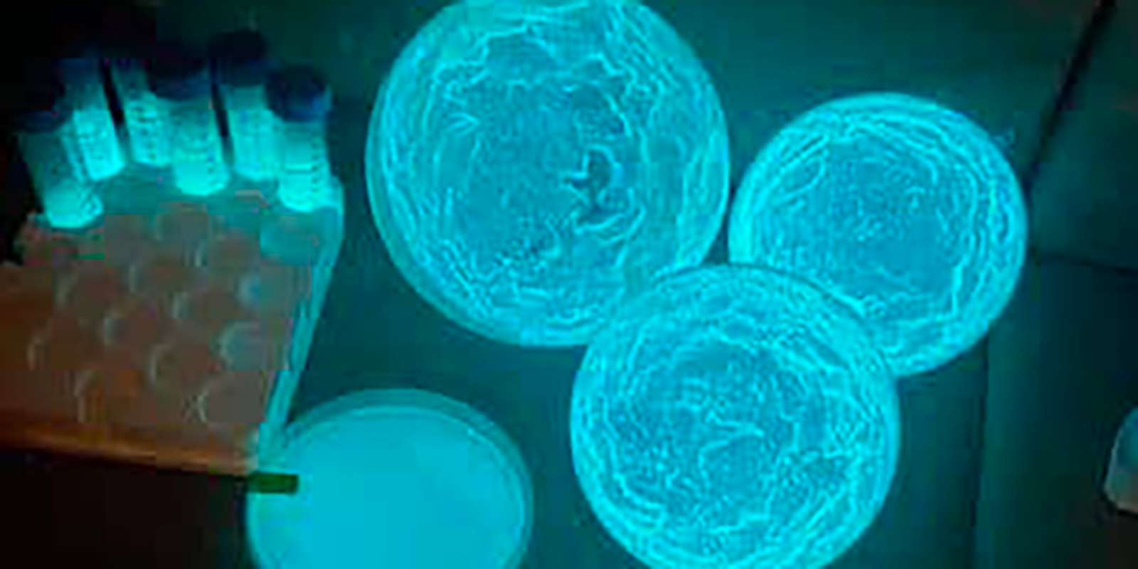 La bioluminescence, une idée lumineuse !
