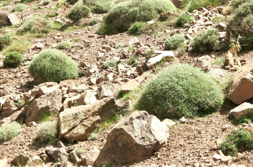 Garrigue à xérophytes épineuses en coussinet, à 2 500 mètres, Tizi n’Zik, Haut Atlas occidental (Maroc). Thierry Gauquelin, Author provided (no reuse)