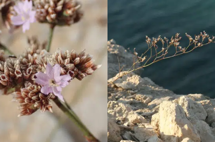 Éclaircissement dans le complexe apomictique de Limonium confusum : trois unités évolutives plutôt que quatre taxons !