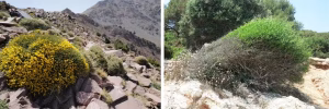 À gauche, une Cytisus balansae du Haut Atlas occidental (Maroc) au port en boule, à droite une anémomorphose de myrte (Myrtus communis) sur le littoral varois. Thierry Gauquelin, Fourni par l'auteur