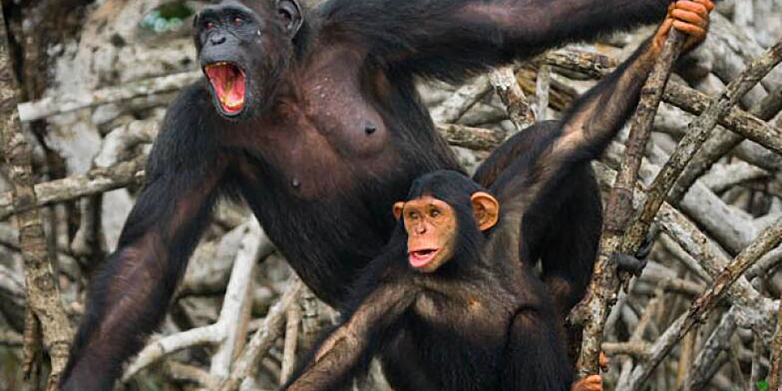 Ce que le tamarin-lion doré nous dit de la conservation