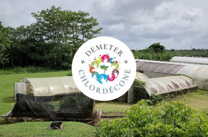 Dépolluer des sols contaminés au chlordécone