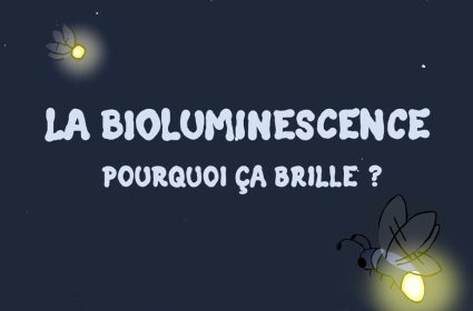 La bioluminescence, pourquoi ça brille ?