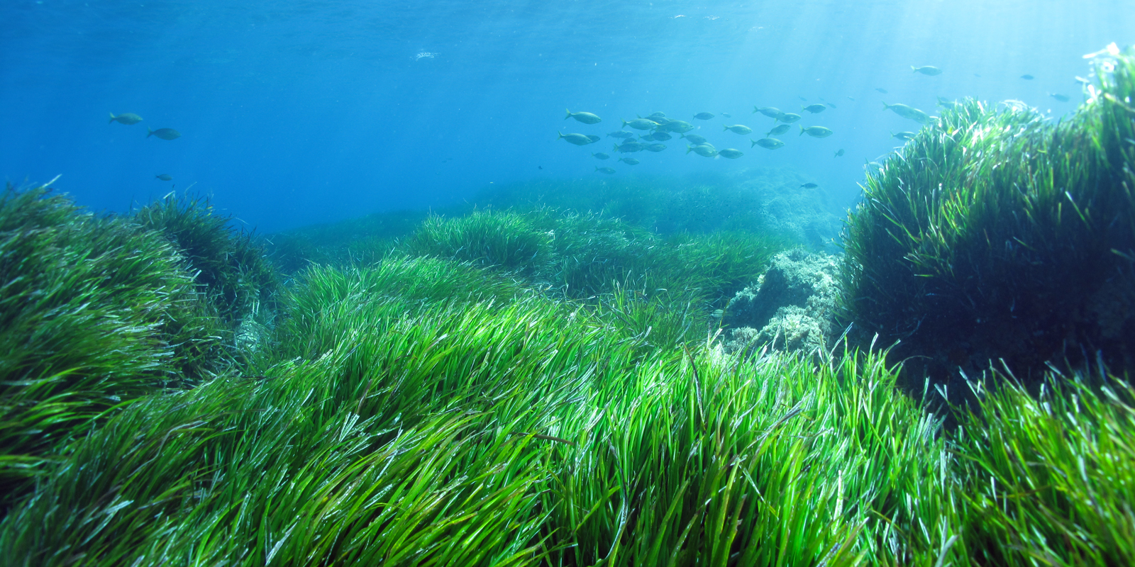 Protéger les écosystèmes marins : la meilleure stratégie face au changement climatique.